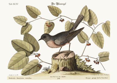 The Blue Bird, 1749-73 by Mark Catesby